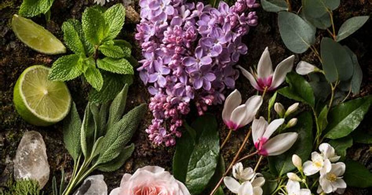 Is Lilac a Jasmine