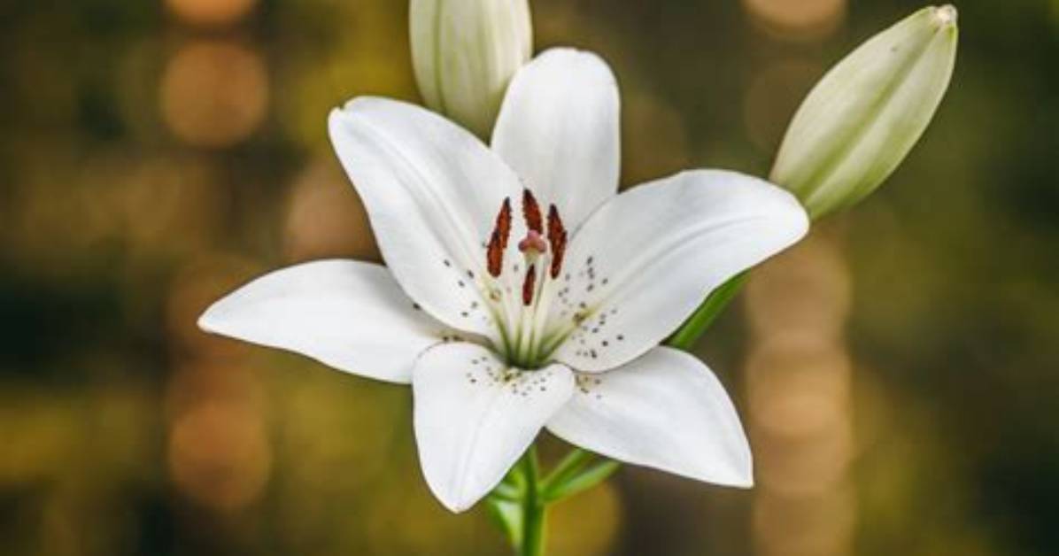 Is Lily a Complete Flower