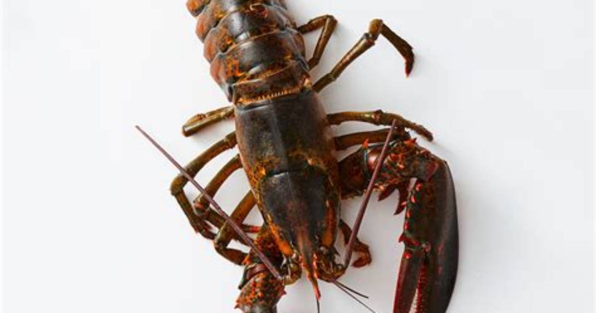 Is Lobster a Shellfish?