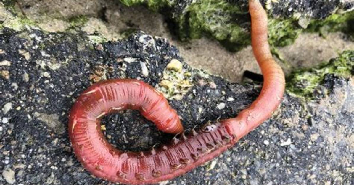 Is Lugworm the Same as Ragworm?