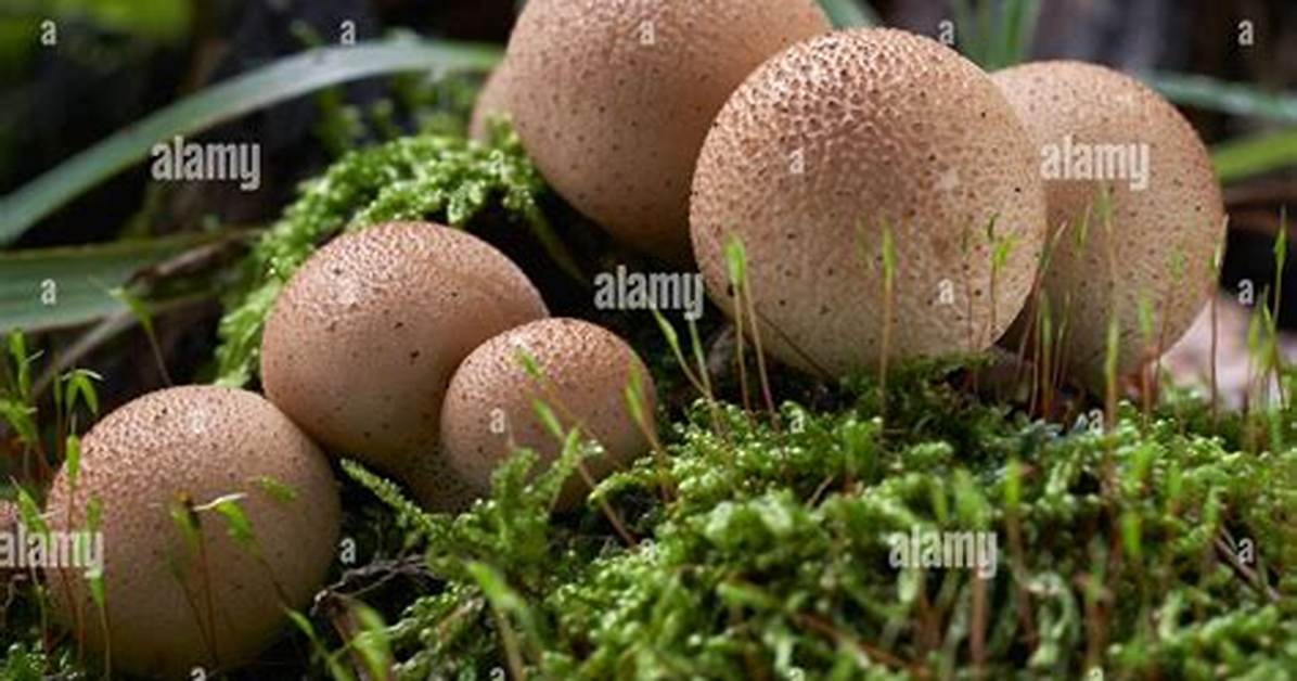 Is Lycoperdon Pyriforme Edible?