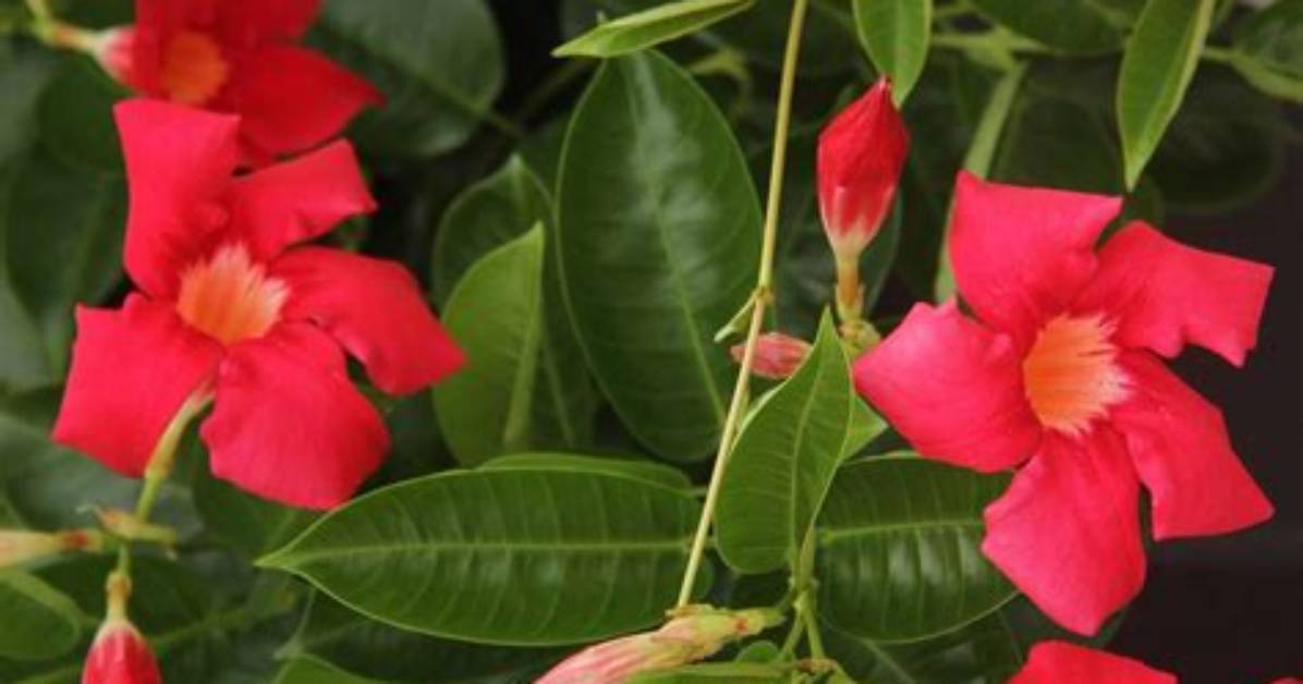 Is Mandevilla an Evergreen