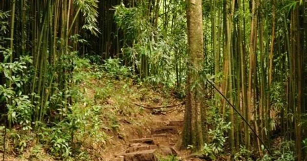 Is Manoa Falls Trail Easy