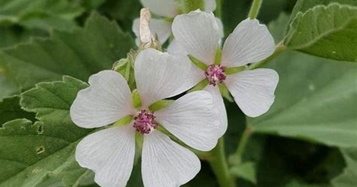 Is Marshmallow Root a Demulcent?