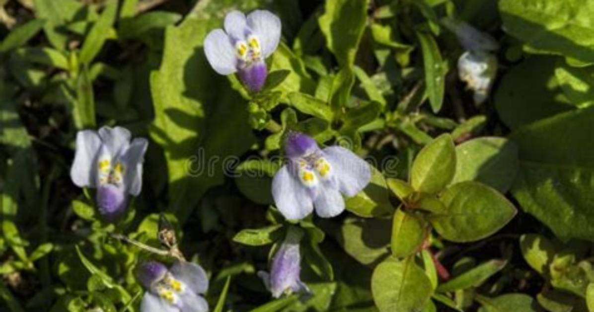 Is Mazus Invasive