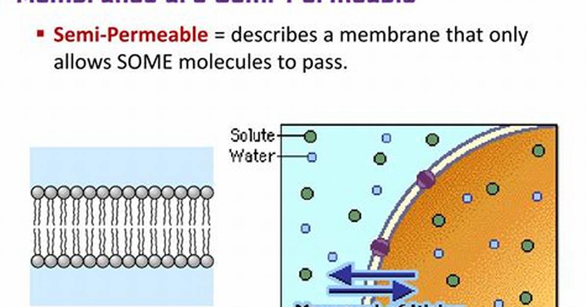 Is Membranes Semi Permeable?