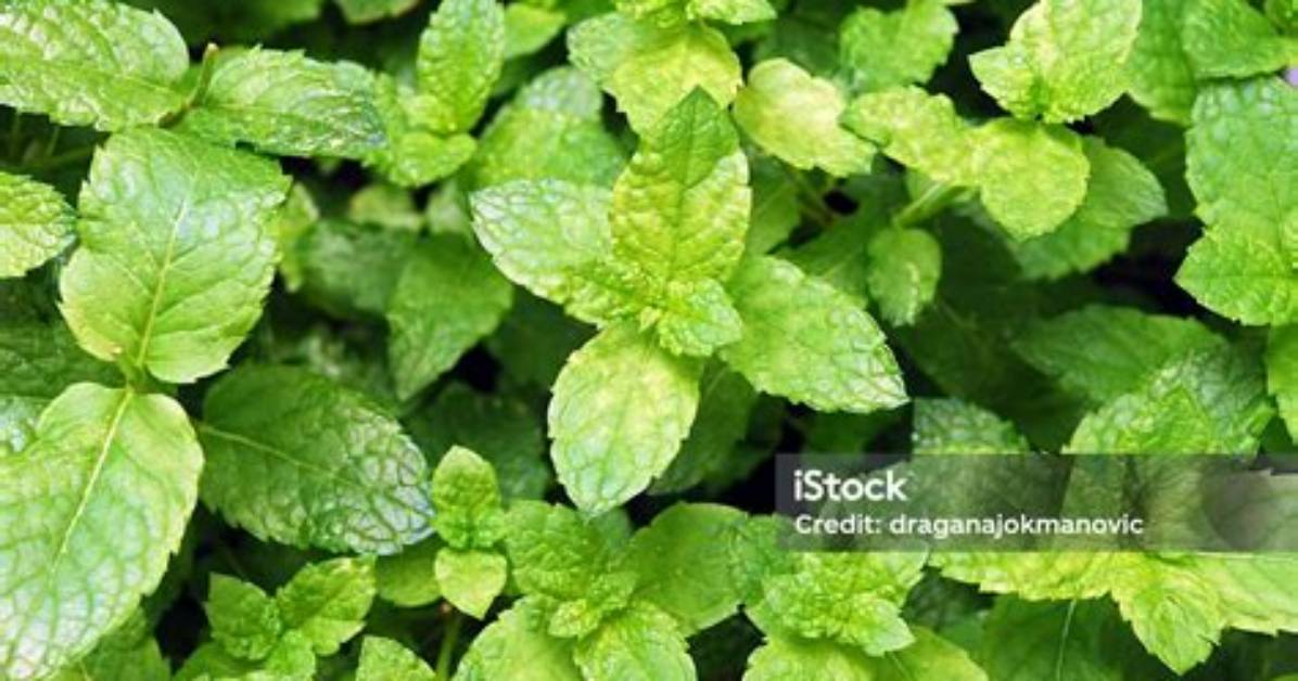 Is Mint a Tree or Bush