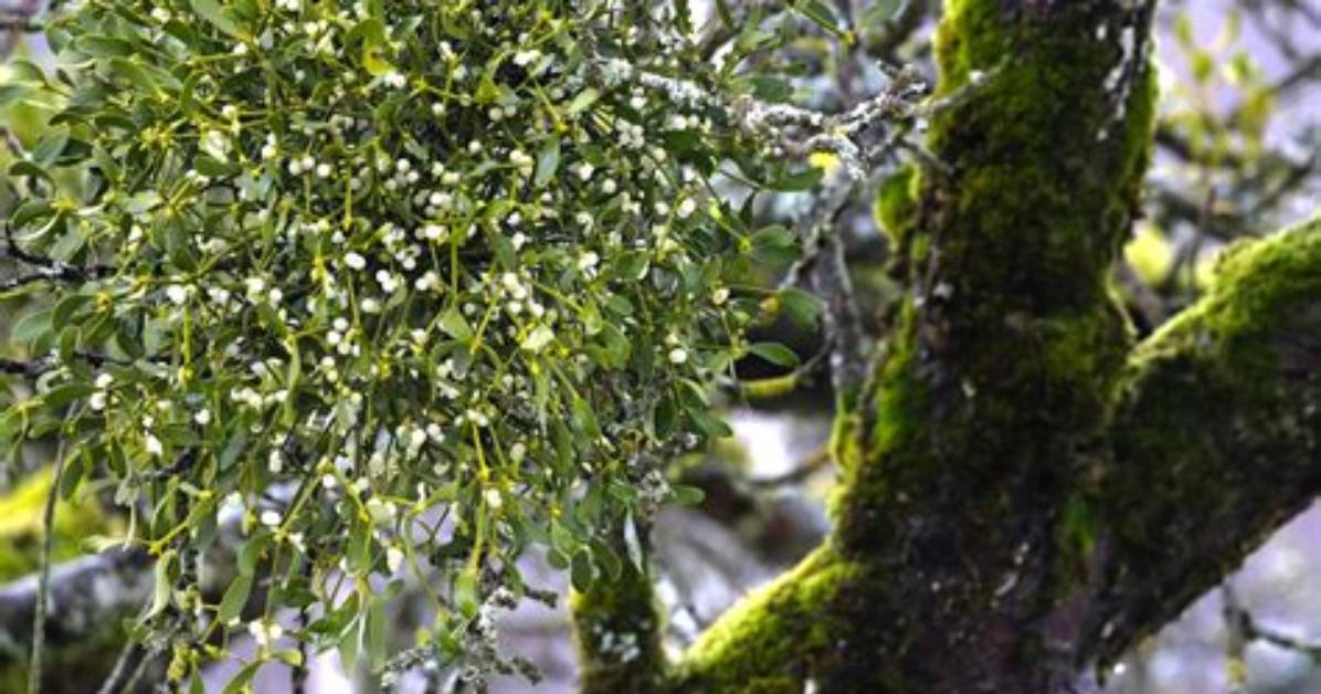 Is Mistletoe a Mutualist