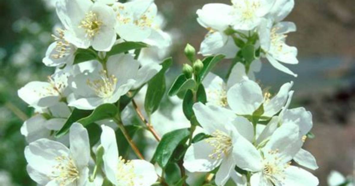 Is Mock Orange Invasive