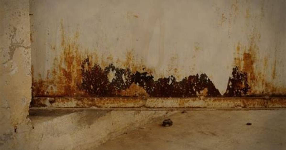 Is Mold Actually Dangerous?