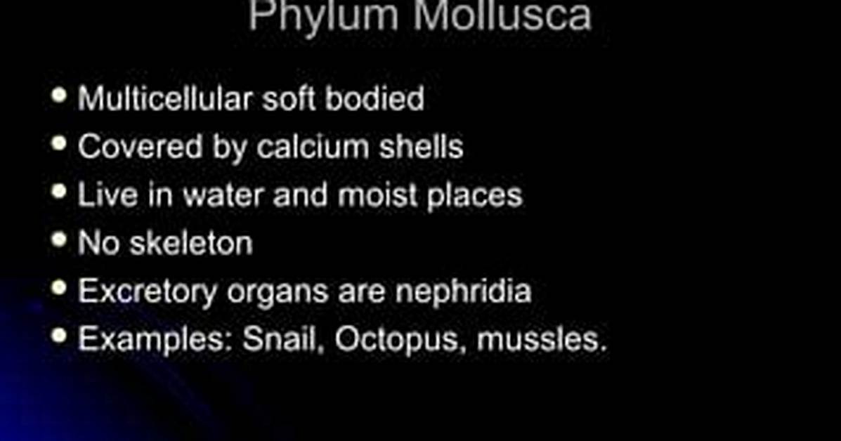 Is Mollusca Multicellular