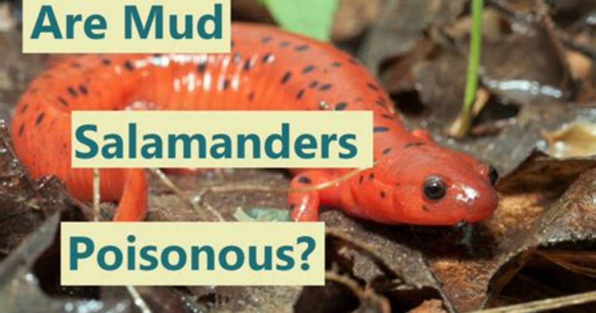 Is Mud Poisonous