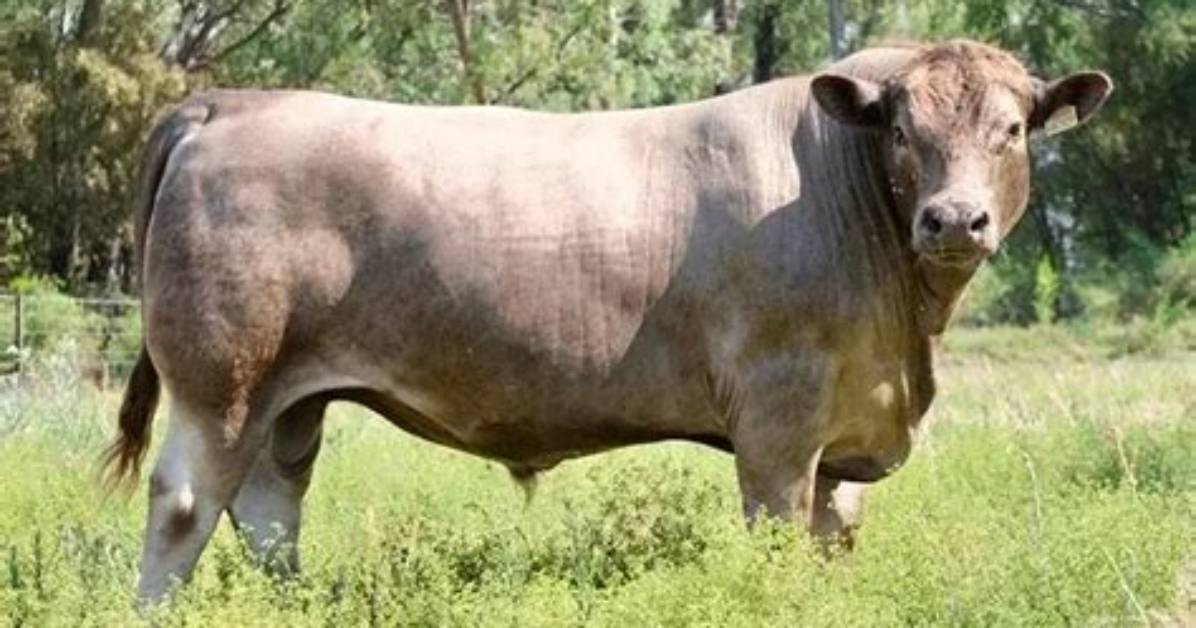 Is Murray Grey Beef Good