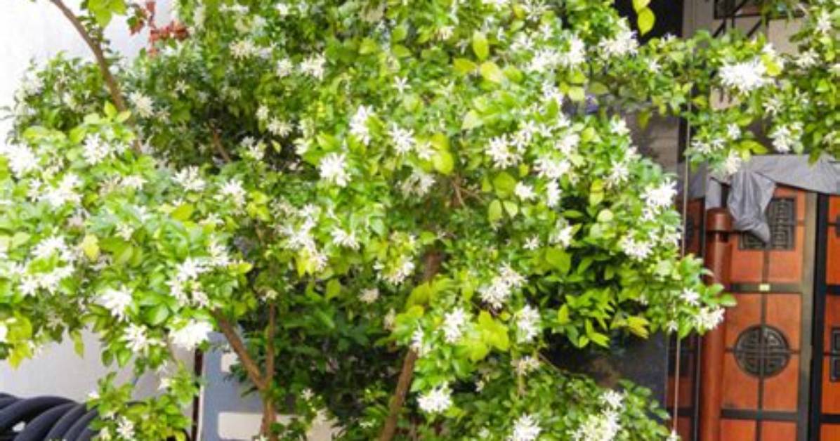 Is Murraya Paniculata Poisonous