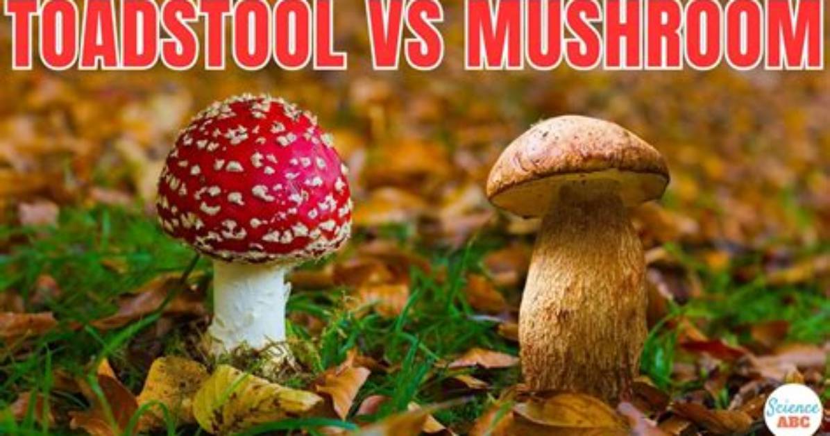 Is Mushrooms and Toadstools the Same?