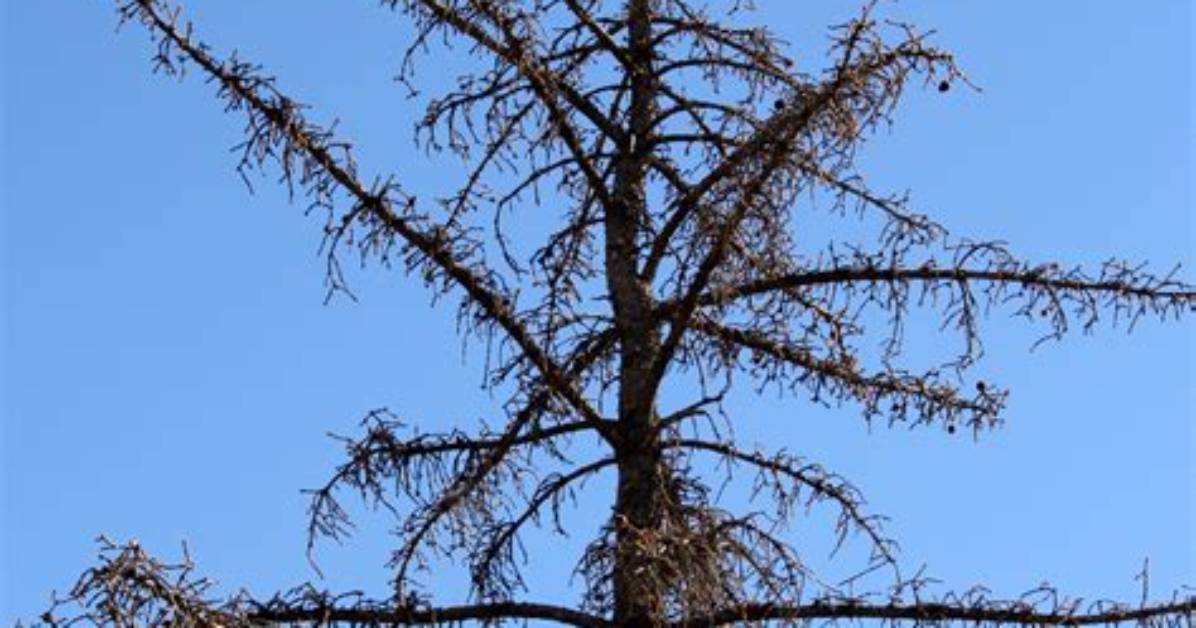 Is My Pine Tree Dead?