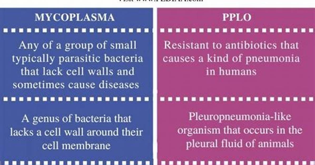 Is Mycoplasma and Pplo Same?