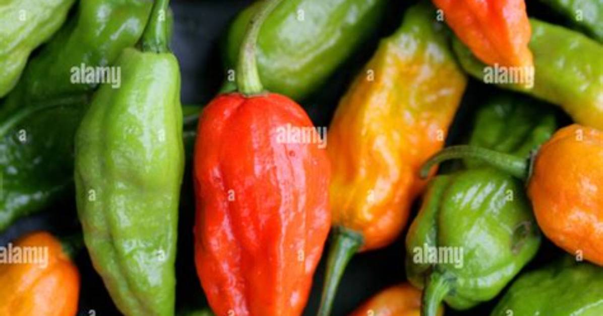 Is Naga Chilli Spicy