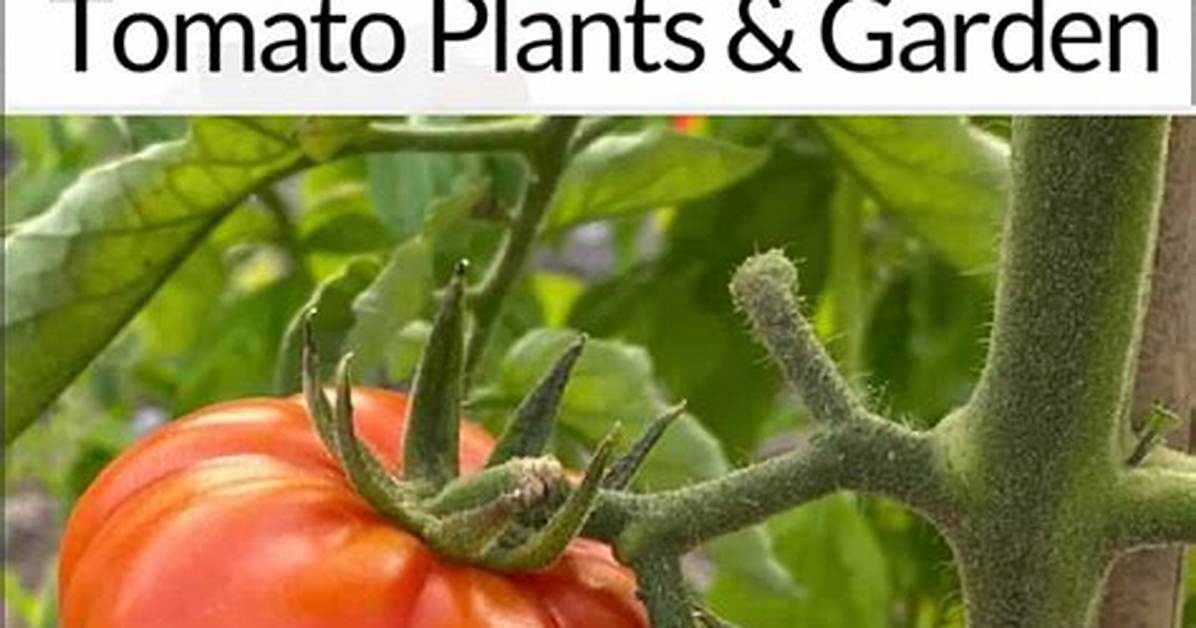 Is Neem Oil Safe for Tomato Plants