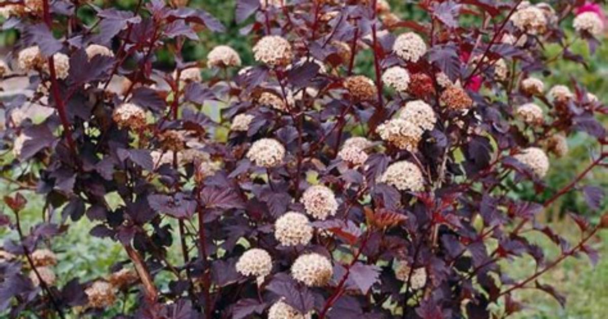 Is Ninebark Evergreen