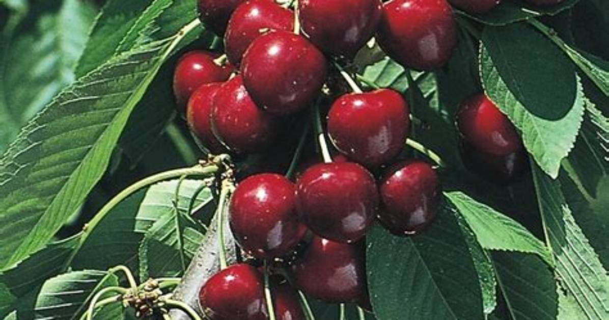 Is North Star Cherry Self Pollinating