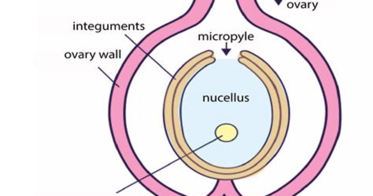 Is Nucellus Embryo Sac?