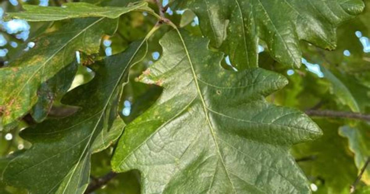 Is Oak a Pinnate?