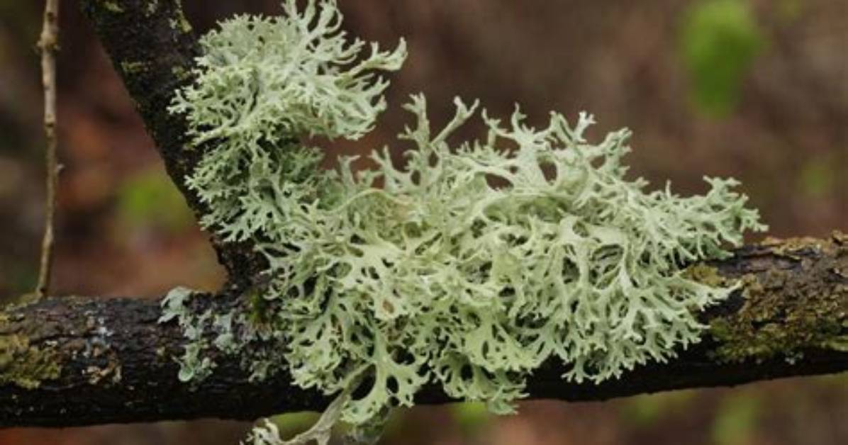 Is Oak Moss Edible? | Contextresponse. Com