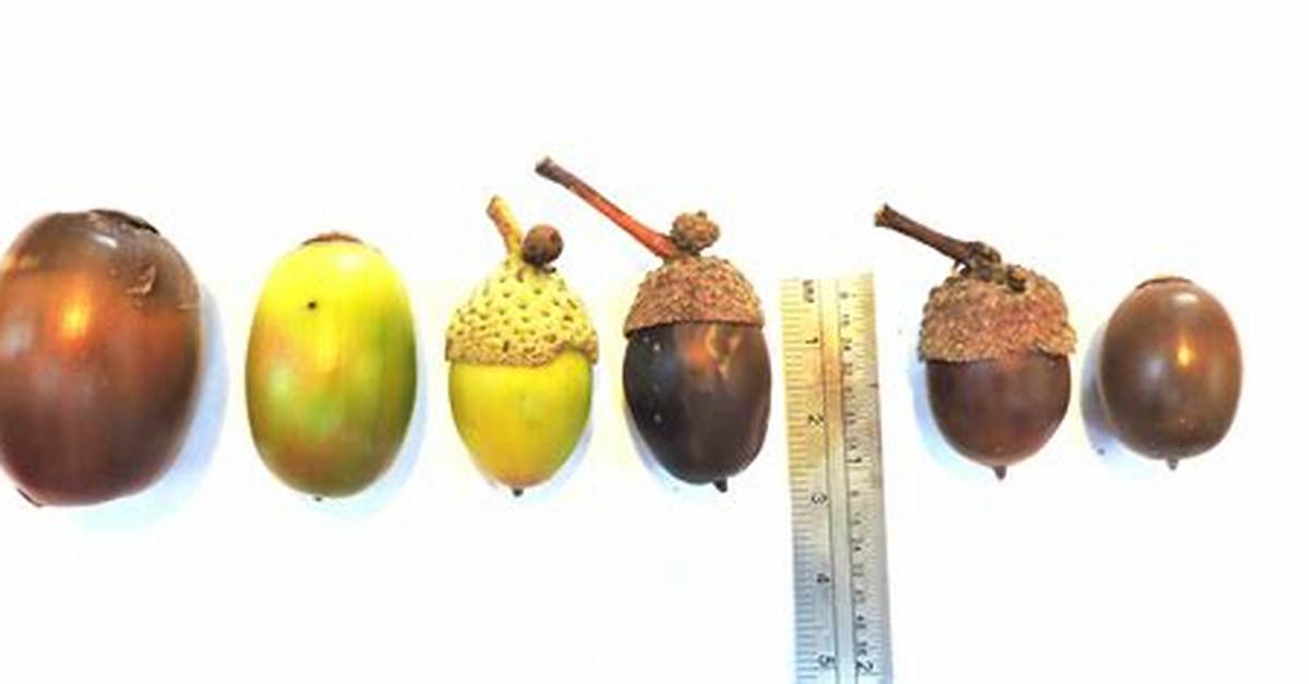 Is Oak Nut Edible