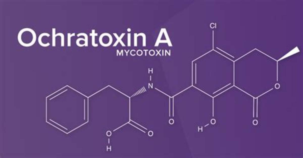 Is Ochratoxin a a Mycotoxin?