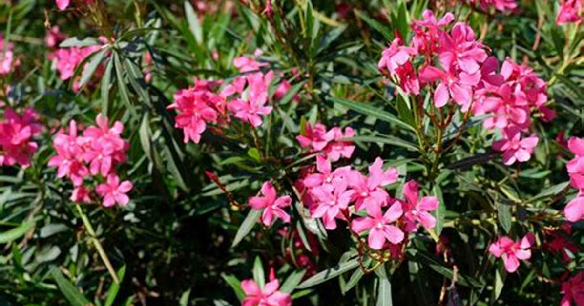 Is Oleander Native to Australia?