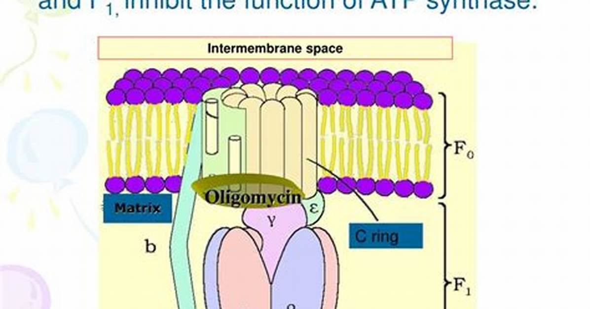 Is Oligomycin an Uncoupler?