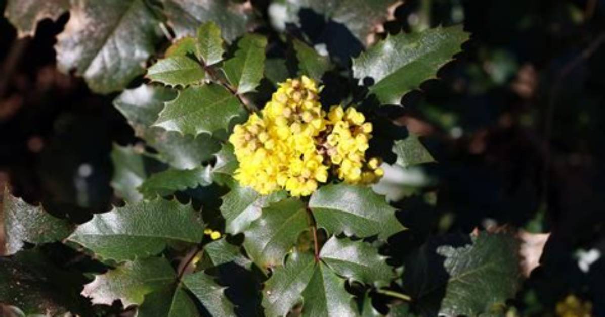Is Oregon Grape Invasive