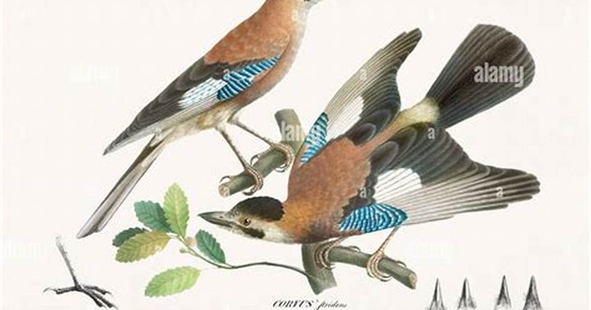 Is Ornithological an Adjective?