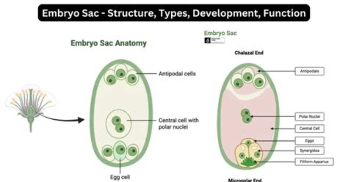 Is Ovule and Embryo Sac Same?