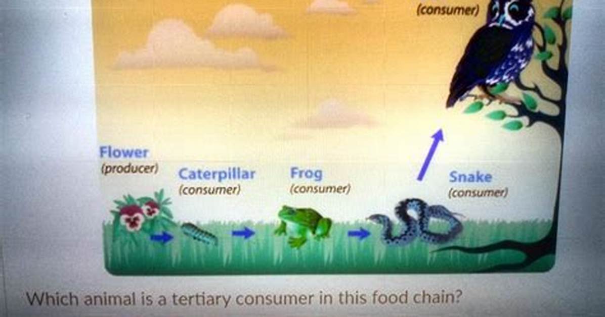 Is Owl a Tertiary Consumer