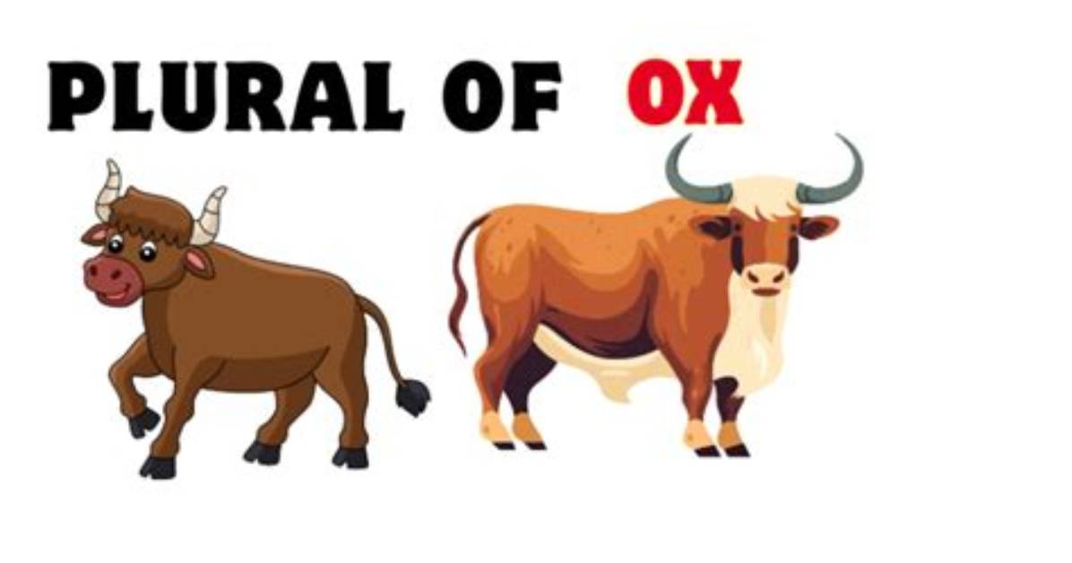 Is Oxen Singular or Plural?