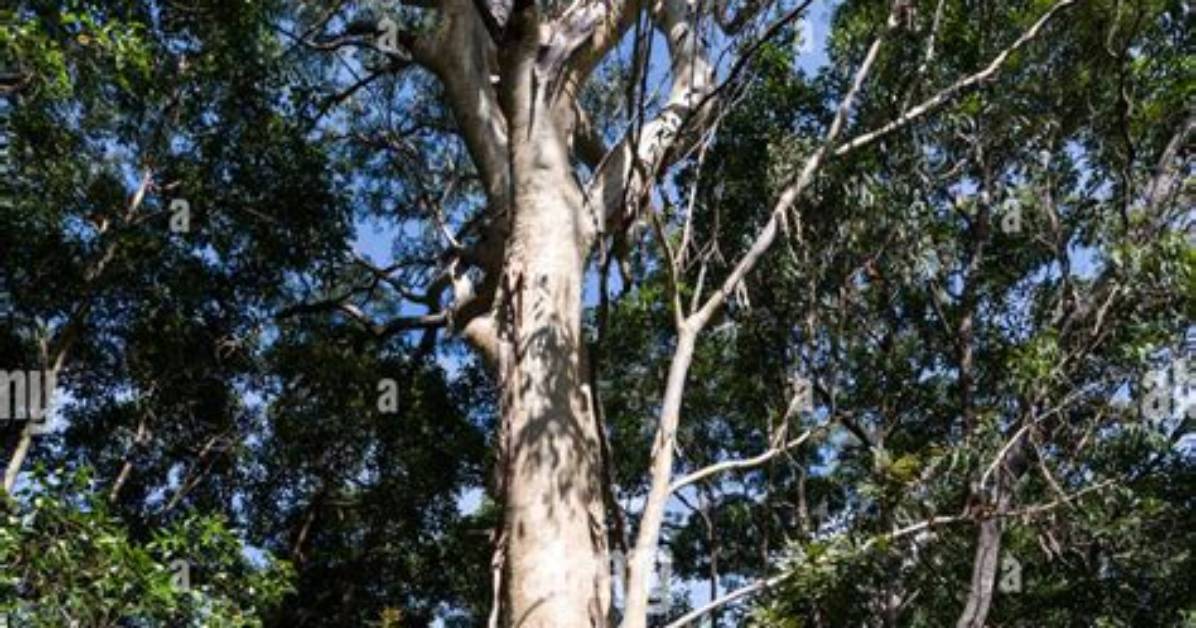 Is Paperbark Protected?