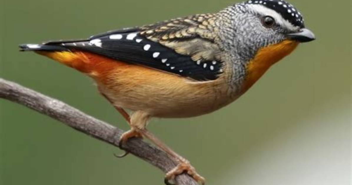 Is Pardalote a Bird?