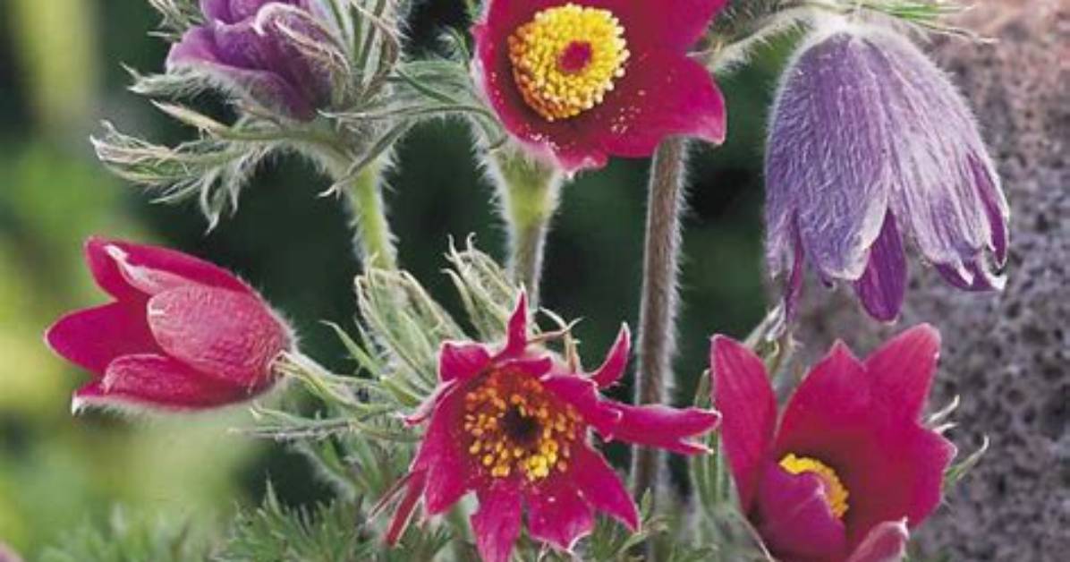 Is Pasque Flower an Anemone?