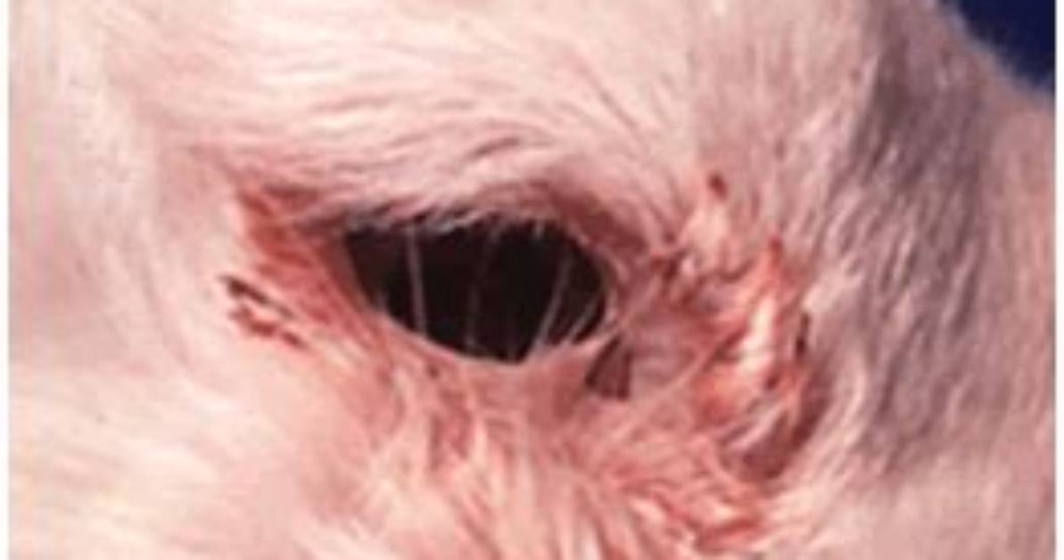Is Pasteurellosis a Disease?