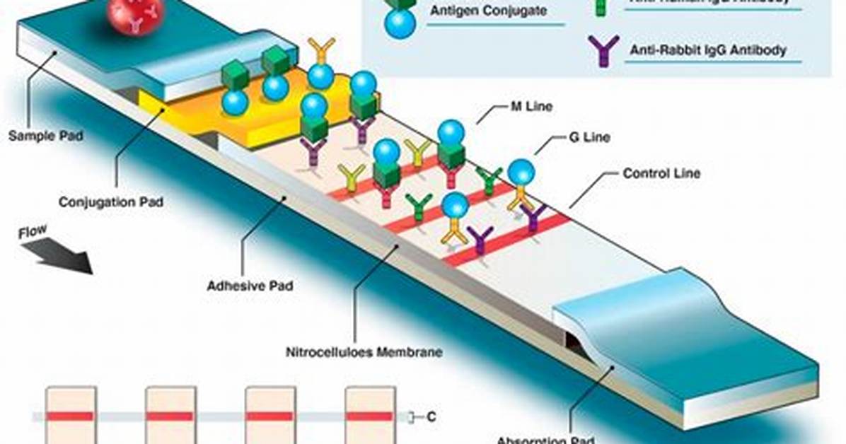 Is Pcr a Serological Test