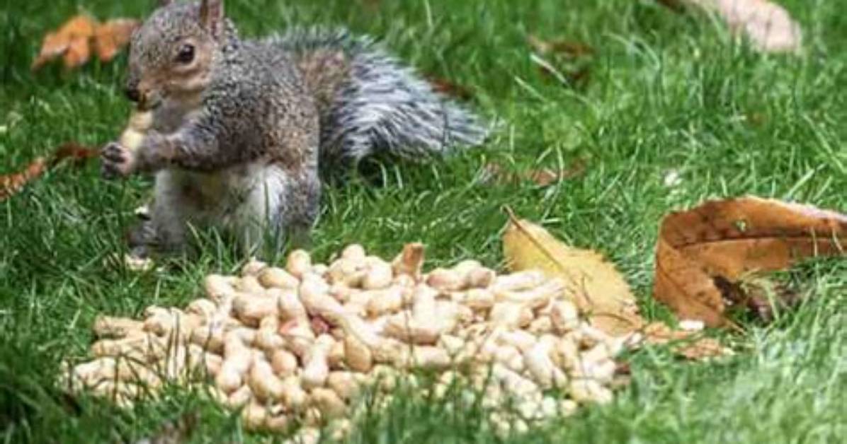 Is Peanuts Good for Squirrels?