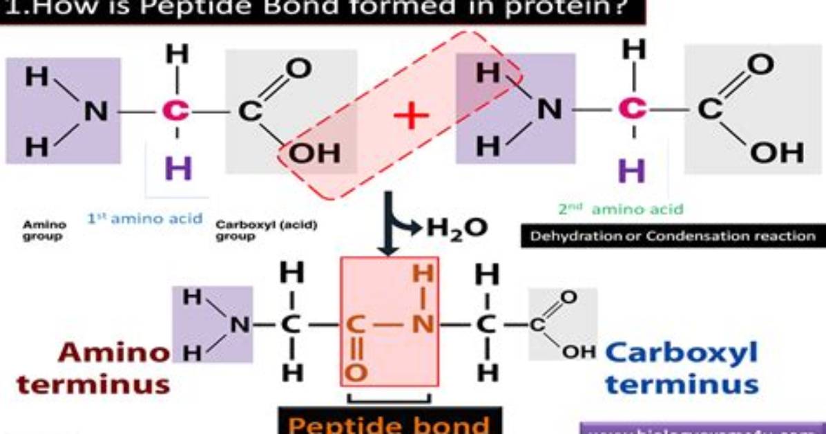 Is Peptide Bond Covalent?