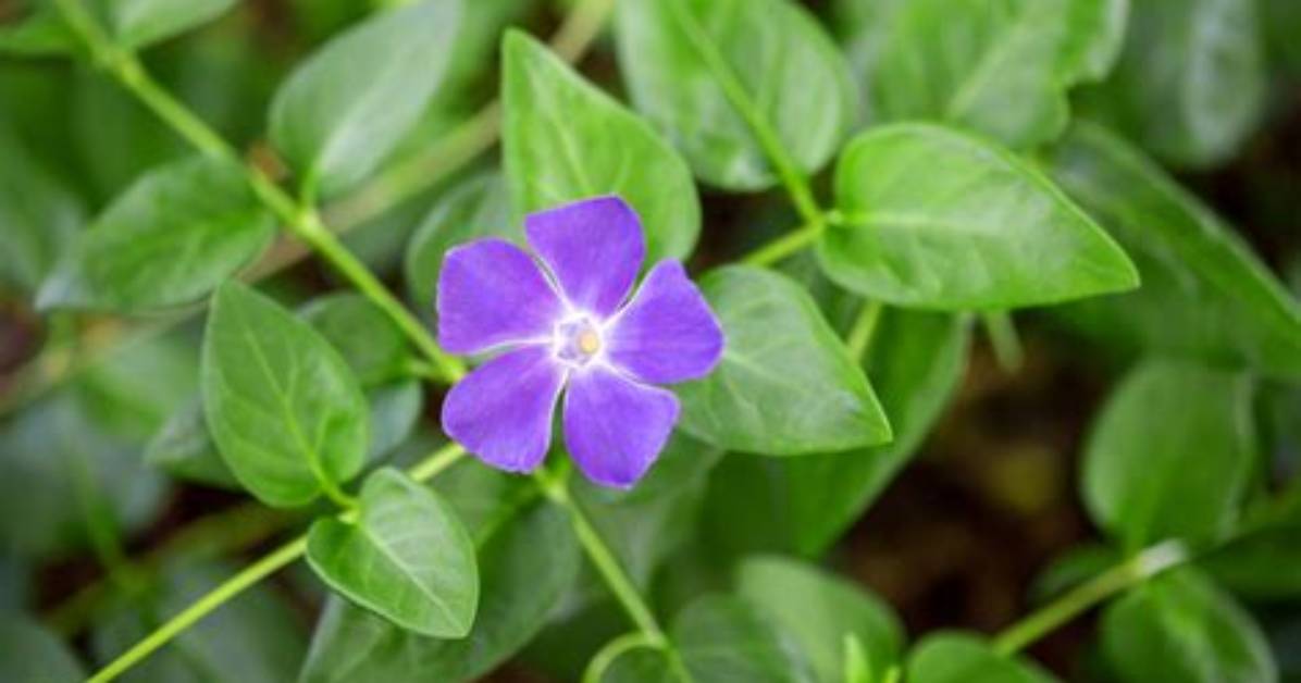Is Periwinkle a Vine