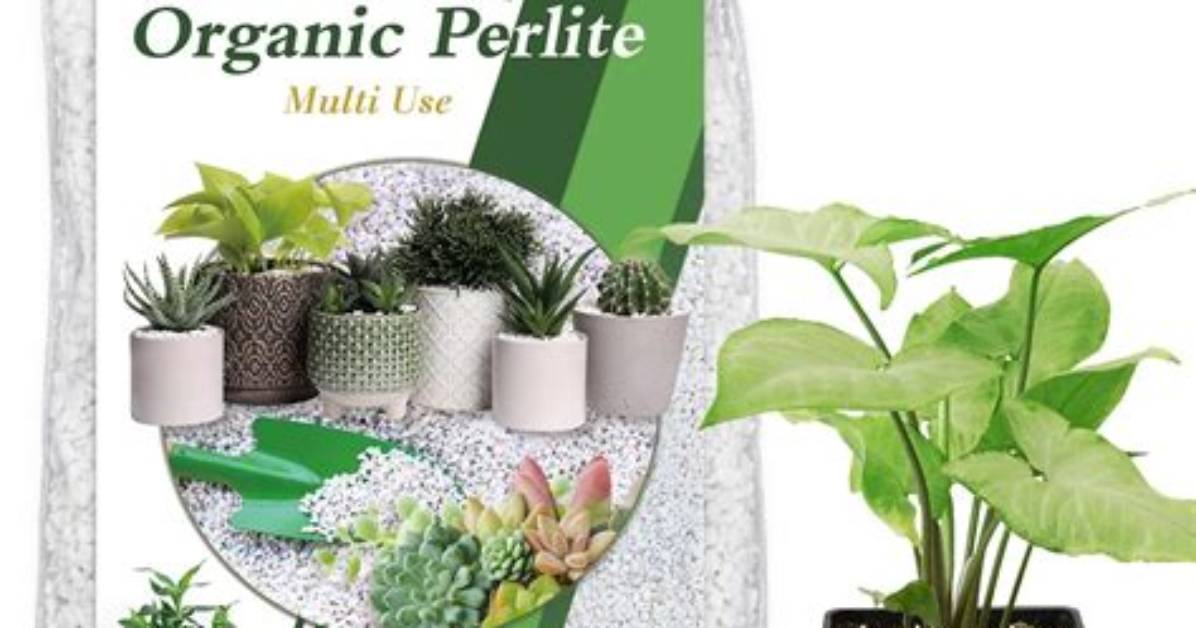 Is Perlite Good for Plants?