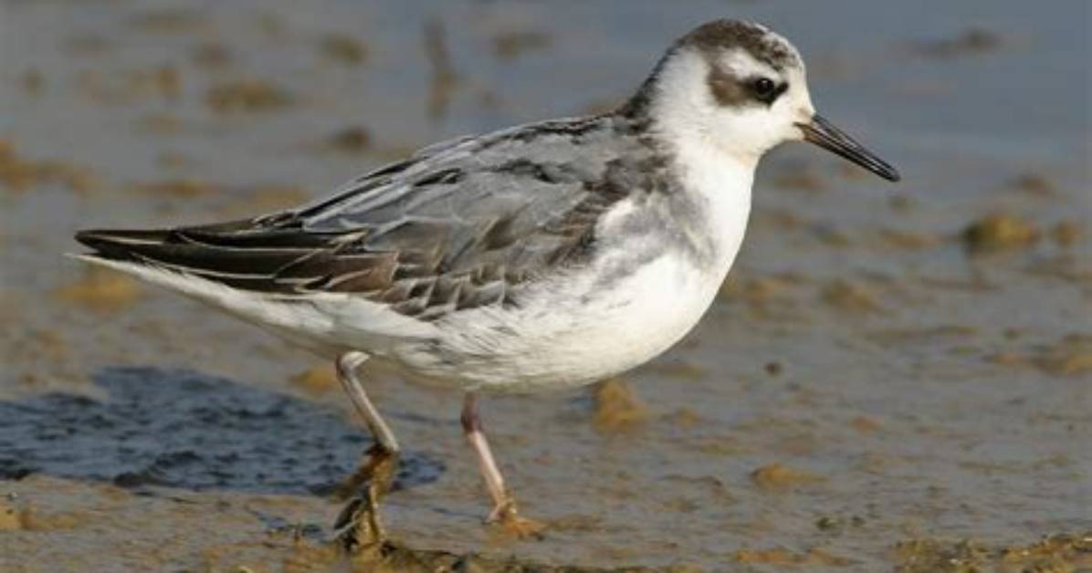 Is Phalarope a Bird?