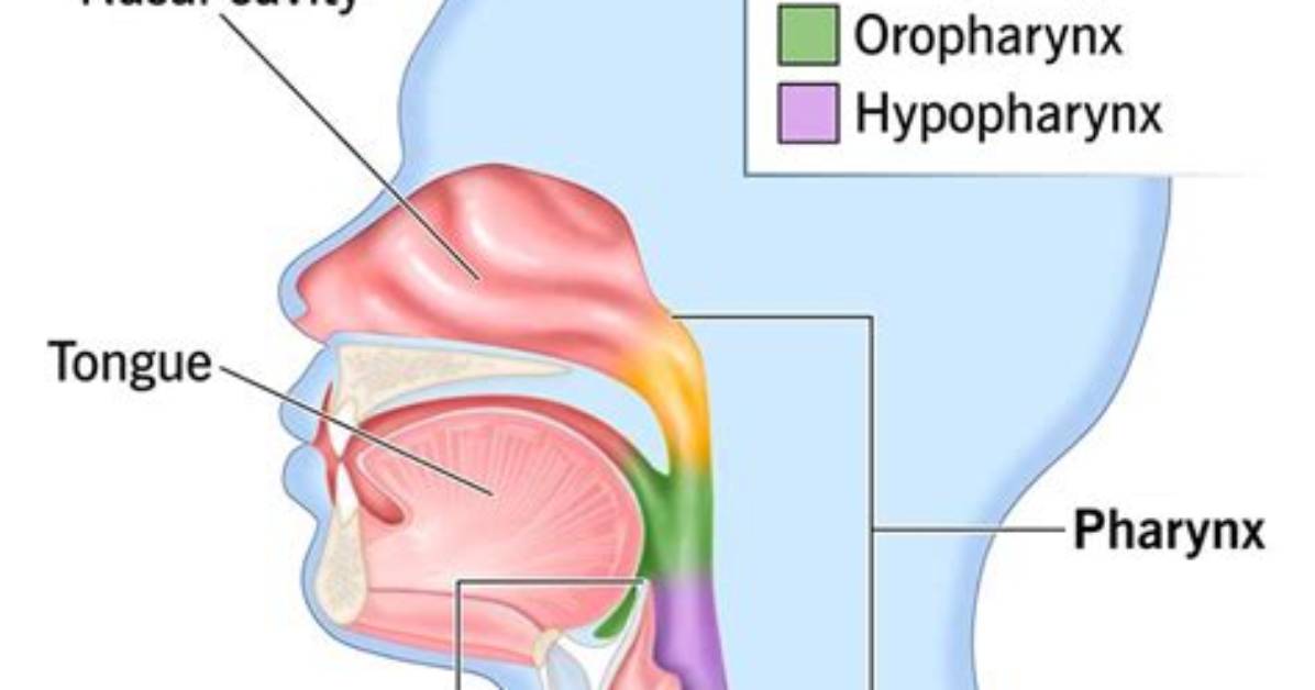 Is Pharynx a Windpipe?