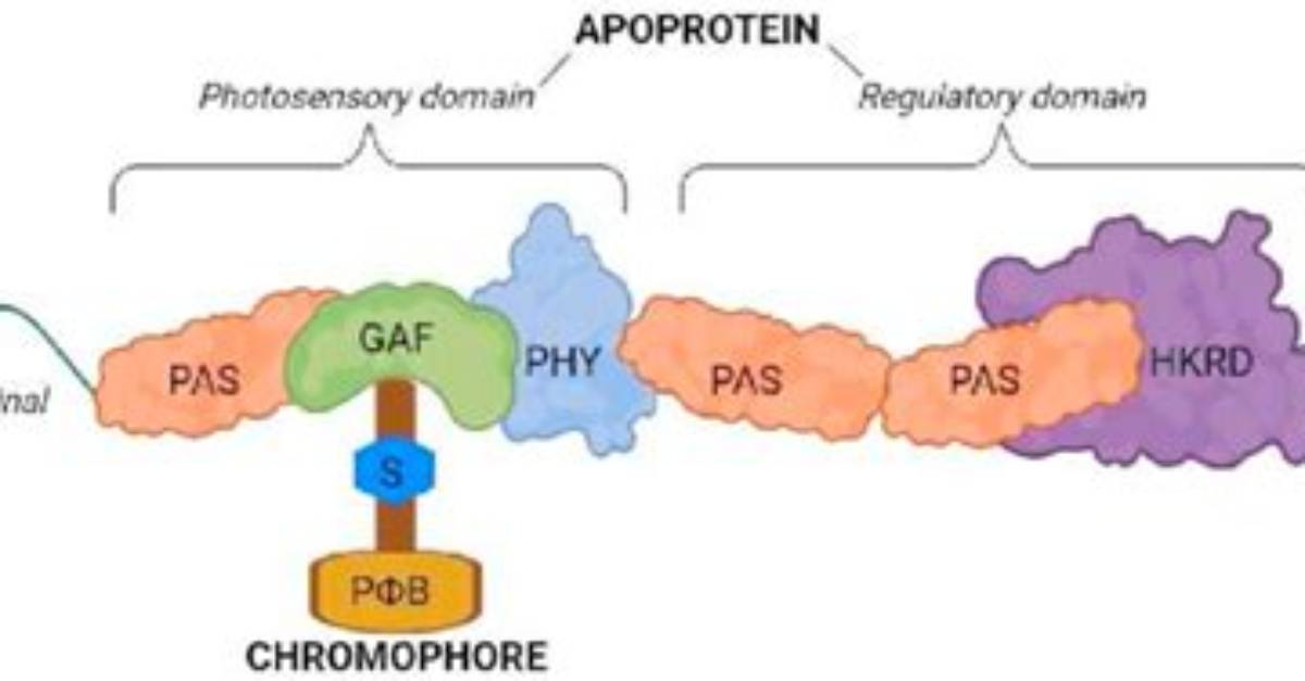 Is Phytochrome a Protein?