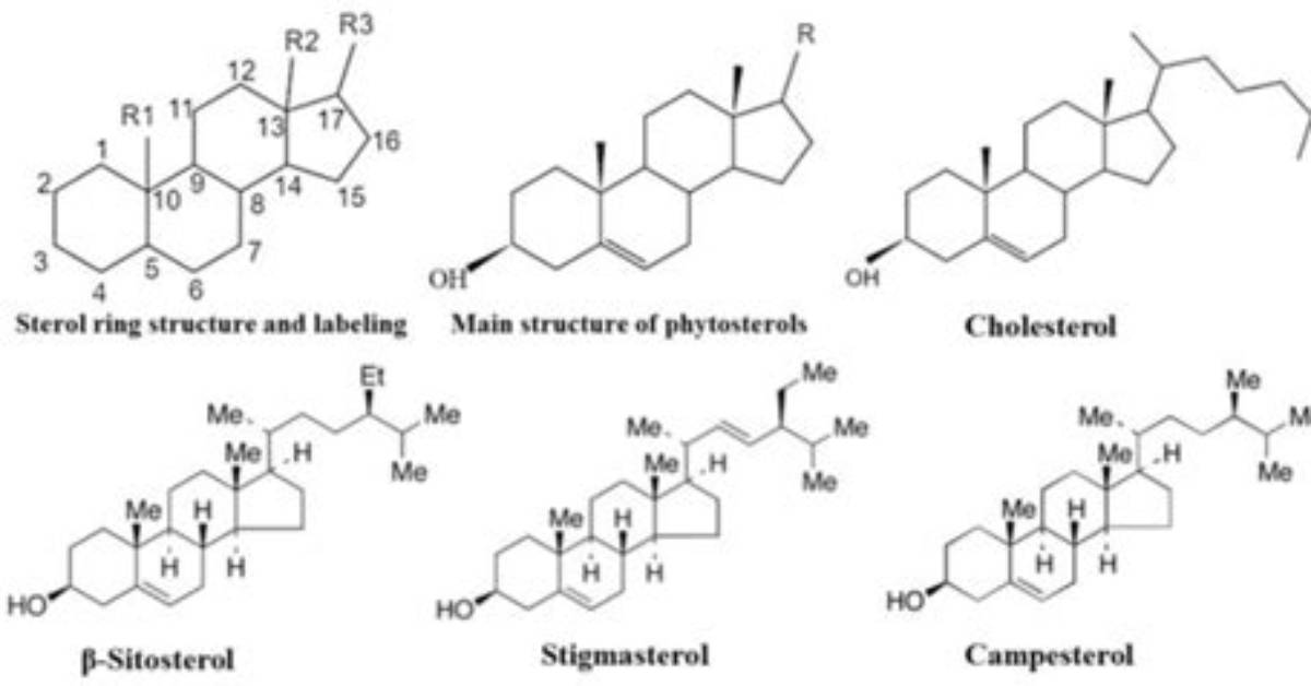 Is Phytosterols a Phytochemical?